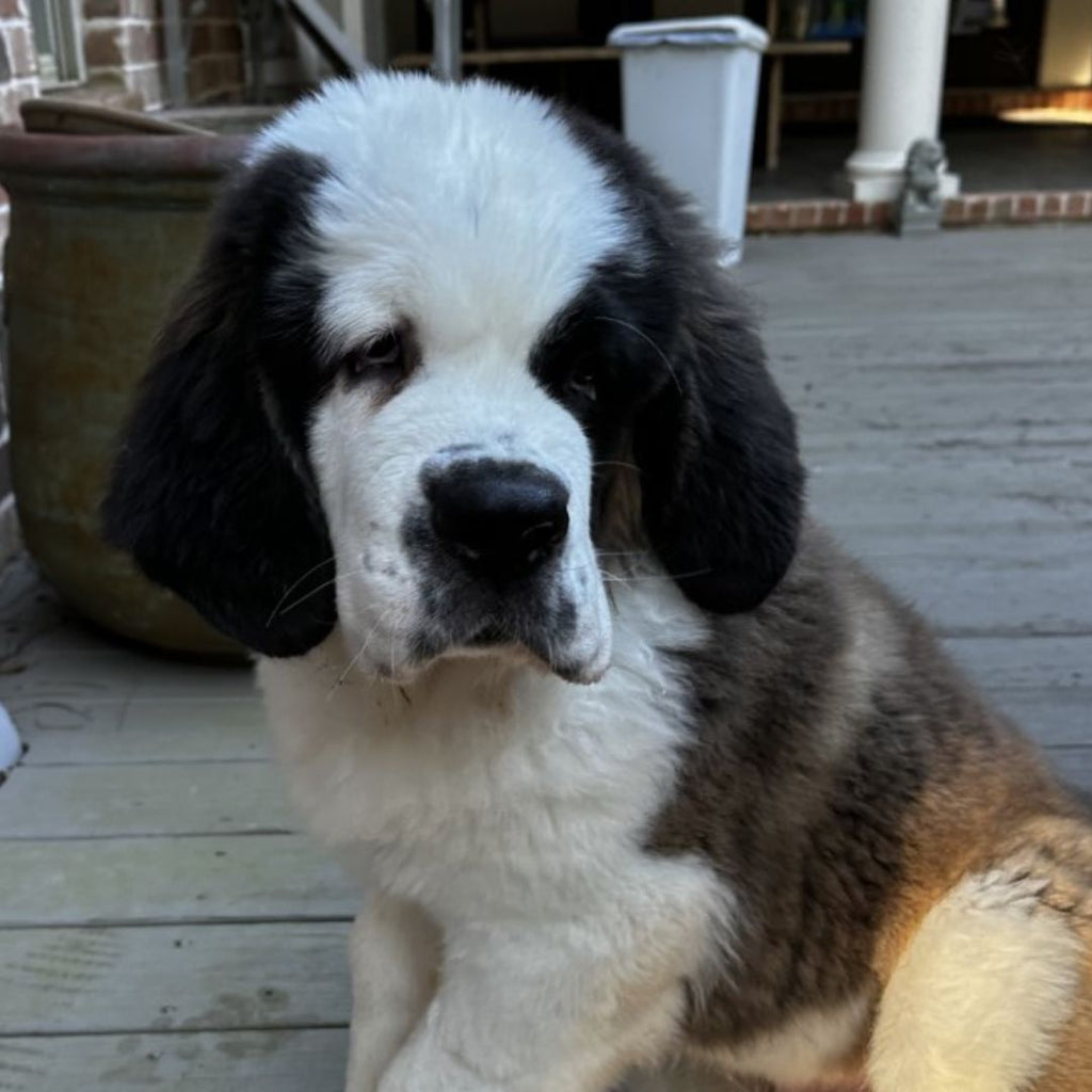 Beware of Roving Packs of St. Bernard Puppies!